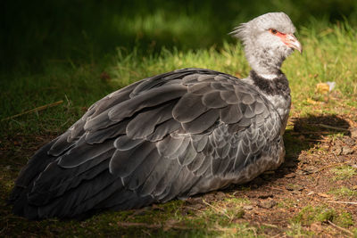 Close-up of bird on field