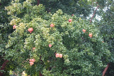 Berries growing on tree