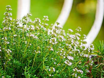 Close-up of white flowering plants on field