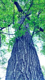 Low angle view of tree in forest