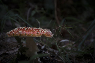 Close-up of fly agaric mushroom on field