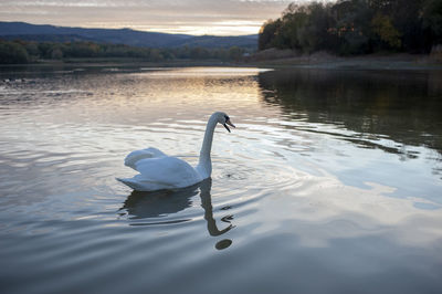 White swans at sunrise under colorful sky