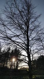 Bare tree in forest against sky