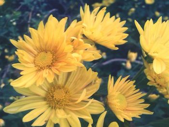 Close-up of yellow flower