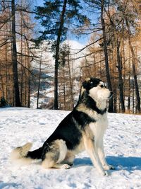 View of dog on snow covered land