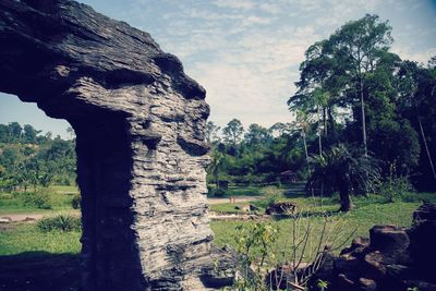 Close-up of tree trunk against rocks in forest