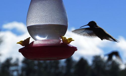 Low angle view of bird flying against sky