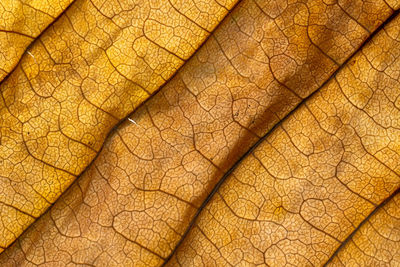 Macro shot of dry leaf