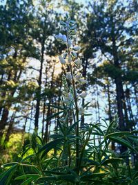 Low angle view of trees in forest