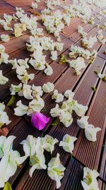 High angle view of purple flowering plants on table