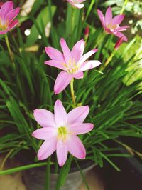 Close-up of pink flowering plant