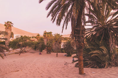 Tourists and palm trees on sand in desert