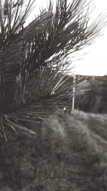 CLOSE-UP OF WATER IN TREE