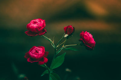 Close-up of roses