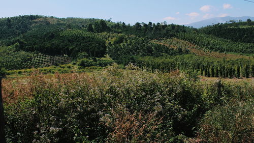 Plants growing on land against sky