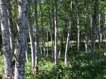 View of trees in forest