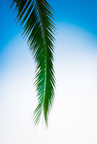 Low angle view of palm tree against clear sky