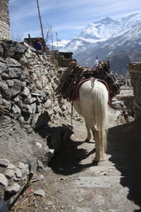 Horse standing on a mountain