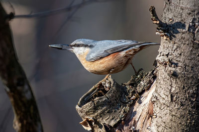 Close-up of bird perching on tree