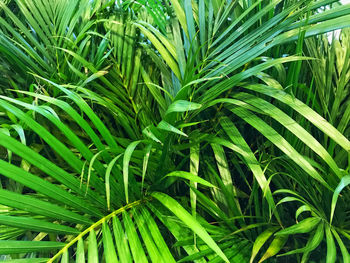 Full frame shot of palm tree