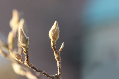 Close-up of plant