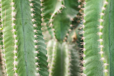 Close-up of succulent plant