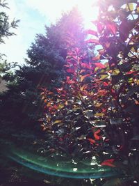 Low angle view of flower trees against sky