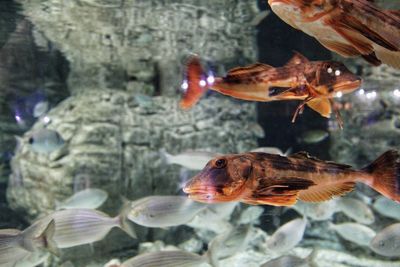 Fish swimming in sea seen through glass
