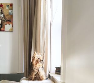 Dog sitting in window at home