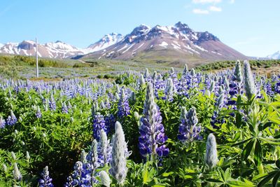 Flowers with mountain in background