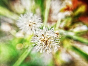 Close-up of dandelion