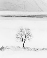 Bare tree on snow covered land