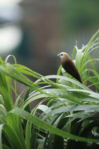 Close-up of bird perching on plant