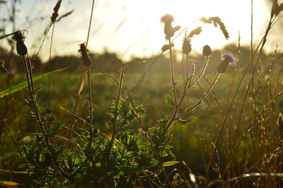 Close-up of flowering plants on field