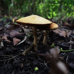 Close-up of mushrooms growing on field