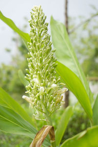 Close-up of flowering plant