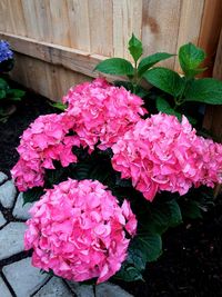 Close-up of pink flowers blooming outdoors