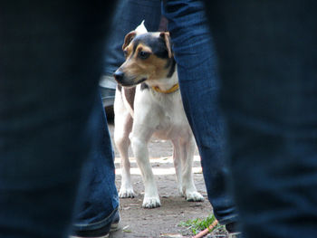 Dog standing outdoors