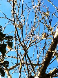 Low angle view of bare tree against clear blue sky