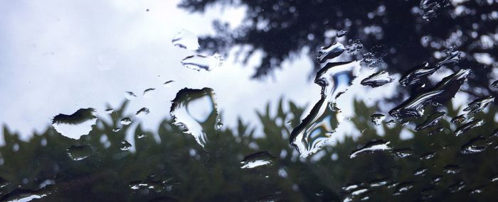 Close-up of wet plants against sky during winter