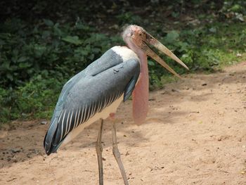 Close-up of gray heron