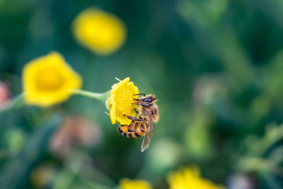 Close-up of bee pollinating on yellow flower