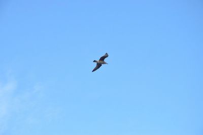 Low angle view of bird flying