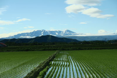 Scenic view of agricultural field against sky