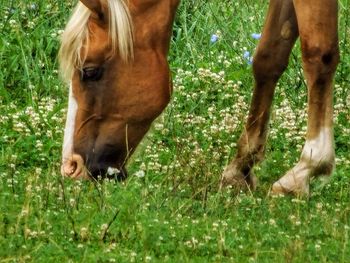 Horse grazing on grassy field