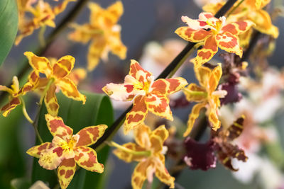 Close-up of yellow flowering plant