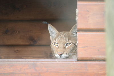 Portrait of cat by wooden wall