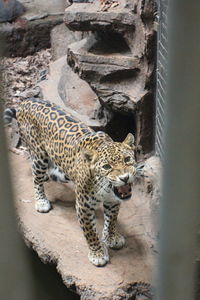 Leopard in a zoo