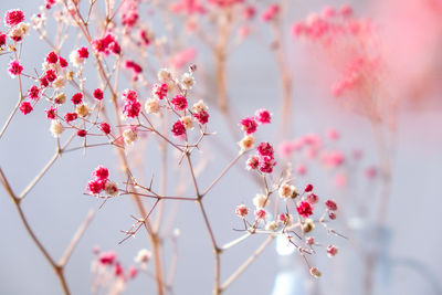 Gypsophila or baby's breath flowers beautiful pink flower blooming with soft light. selective 