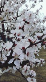 Pink flowers blooming on tree